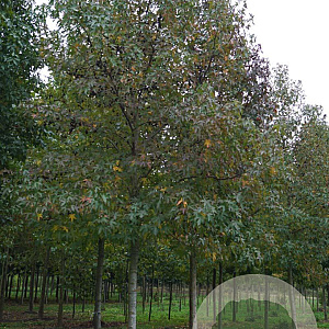 Liquidambar s. 'Worplesdon' 20-25 HO draadkluit