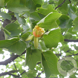 Liriodendron tulipifera 12-14 HO draadkluit