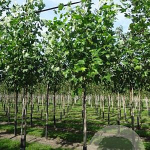 Liriodendron tulipifera 14-16 HO draadkluit 3 X verplant