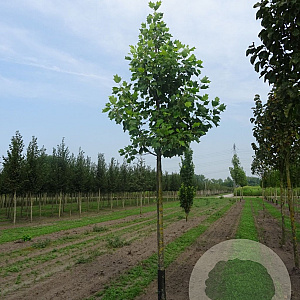 Liriodendron t. 'Aureomarginat.' 18-20 HO draadkluit