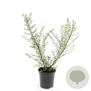 Lonicera nit. 'Elegant' GM C1.3