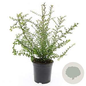 Lonicera nit. 'Ernest Wilson' GM C1.3