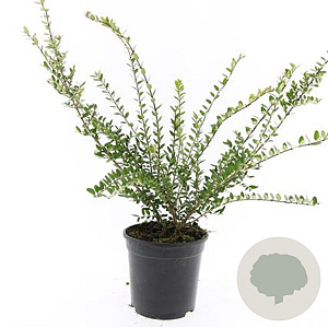 Lonicera nit. 'Hohenheim. Findling' GM C1.3