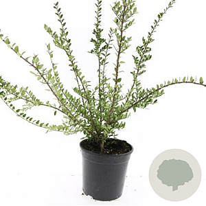 Lonicera nit. 'Hohenheim. Findling' GM C1.3