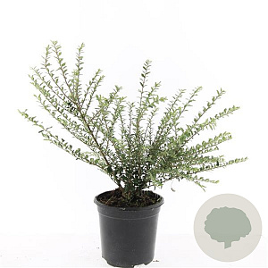 Lonicera nit. 'Silver Beauty' GM C1.3