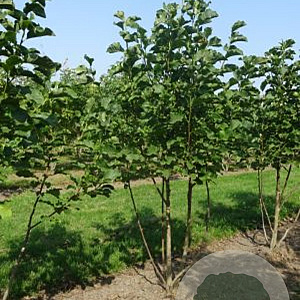 Magnolia 'Galaxy' 125-150 cm draadkluit meerstammig