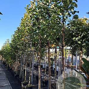 Magnolia 'Galaxy' 6-8 HO container