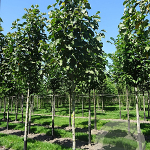 Magnolia 'Galaxy' 16-18 HO draadkluit