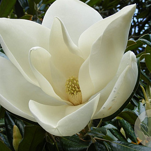 Magnolia grandiflora 150-175 cm draadkluit meerstammig 80-100 breed