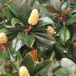 Magnolia grand. 'Galissonnière' 18-20 HO container 125 cm stam LEIVORM