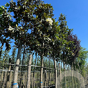 Magnolia grand. 'Galissonnière' 20-25 HO container leiboom