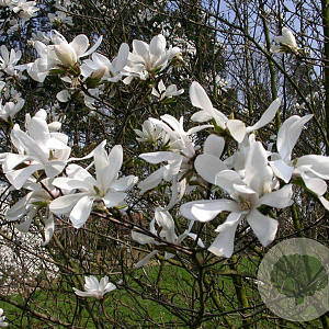 Magnolia kobus 12-14 HO draadkluit