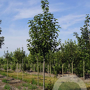 Magnolia kobus 14-16 HO draadkluit