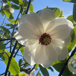 Magnolia sieboldii 10-12 HO container 