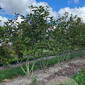 Magnolia soulangeana 150-175 cm draadkluit meerstammig 80-100 breed