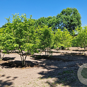 Magnolia soulangeana 250-300 cm draadkluit meerstammig 3-4 tak