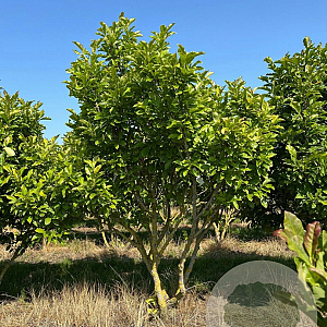 Magnolia 'Susan' 150-175 cm draadkluit meerstammig 80-100 breed