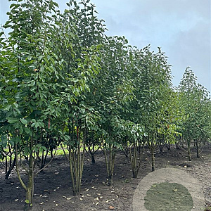 Magnolia virginiana 450-500 cm draadkluit meerstammig