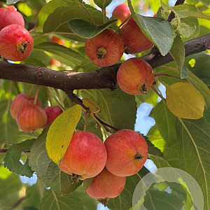 Malus 'Evereste' 200-250 cm container meerstammig