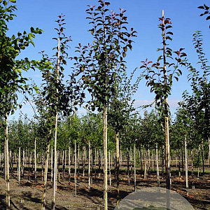 Malus 'Mokum' 10-12 HO draadkluit 3 X verplant