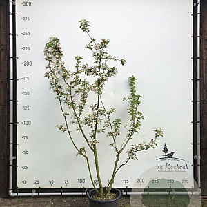 Malus 'Red Sentinel' 175-200 cm container meerstammig