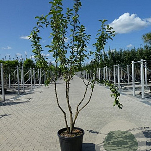 Malus 'Red Sentinel' 250-300 cm container meerstammig