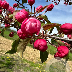 Malus 'Royalty' 150-175 cm draadkluit meerstammig 80-100 breed