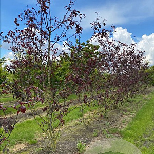 Malus 'Royalty' 150-175 cm draadkluit meerstammig 80-100 breed