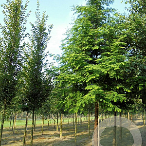 Metasequoia glyptostroboides 25-30 HO draadkluit