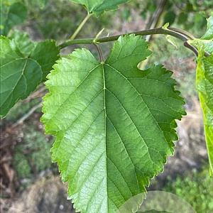 Morus alba 12-14 HO container