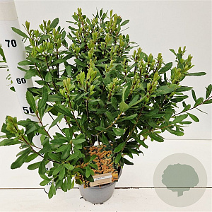 Myrica gale 40-50 cm 4,0L