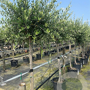 Olea europaea 12-14 cm container