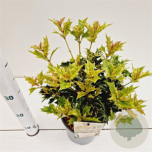 Osmanthus heter. 'Goshiki' 25-30 cm 2,5L