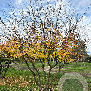 Parrotia persica 400-450 cm draadkluit meerstammig