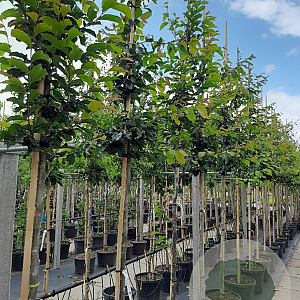 Parrotia persica 10-12 HO container 