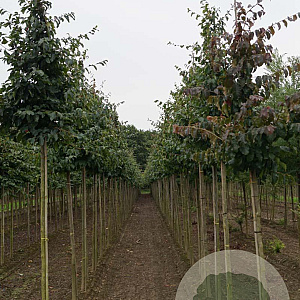 Parrotia persica 14-16 HO draadkluit