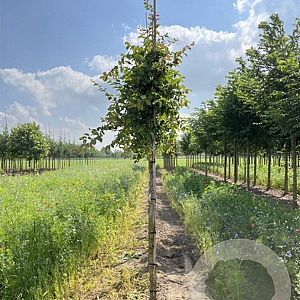 Parrotia persica 'Fastigiata' 18-20 HO draadkluit 3 X verplant