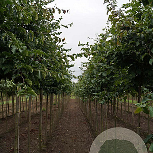 Parrotia persica 'Vanessa' 14-16 HO draadkluit
