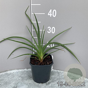 Kniphofia uvaria 'Grandiflora' GM 2,0L