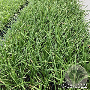 Kniphofia uvaria 'Grandiflora' GM 2,0L