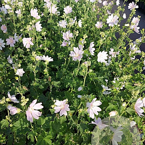 Lavatera 'White Angel' GM 2,0L