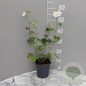 Lavatera 'White Angel' GM 2,0L