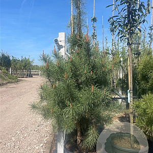 Pinus nigra 200-250 cm container solitair 80 cm stam