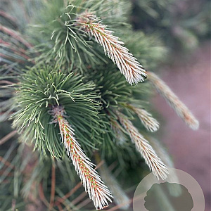 Pinus nigra 200-250 cm container solitair 80 cm stam