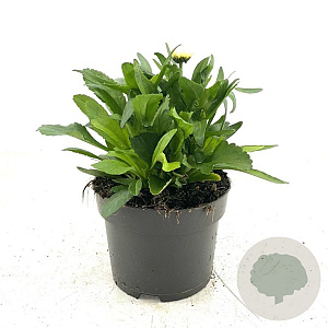 Leucanthemum vulgare GM 2,0L