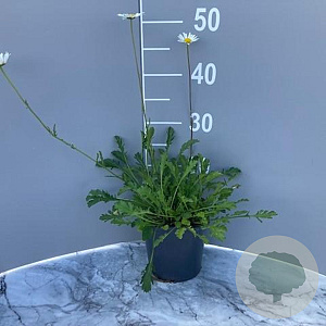 Leucanthemum vulgare GM 2,0L