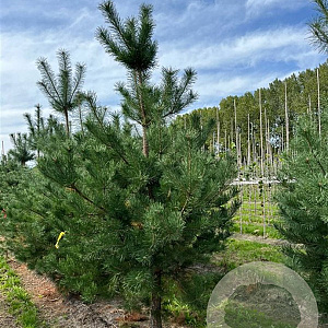 Pinus sylvestris 200-250 cm container solitair 80 cm stam