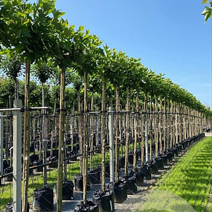 Platanus hisp. 'Alphen's Globe' 12-14 HO container