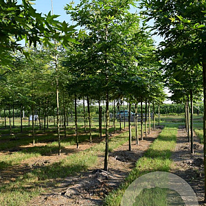 Platanus or. 'Minaret' 25-30 HO draadkluit