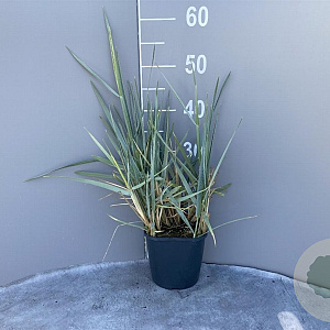 Leymus arenarius 'Blue Dune' GM 2,0L